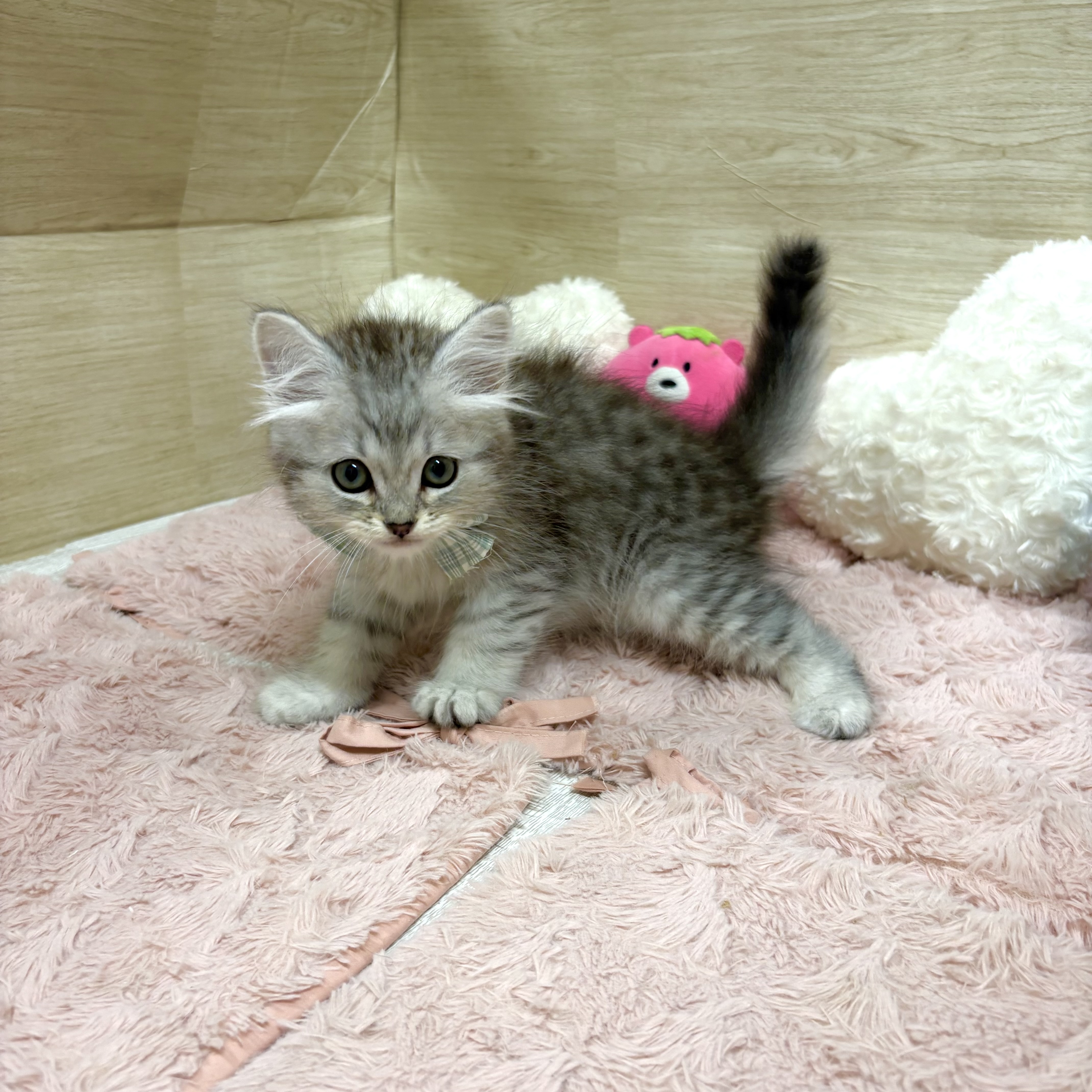 大阪府のミヌエット (犬の家＆猫の里そよら東岸和田店/2026年5月3日生まれ/男の子/シルバーマッカレルタビー)の子猫の2枚目の画像