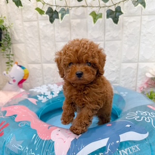 岡山県のトイプードル(トイ) (犬の家＆猫の里倉敷店/2026年5月1日生まれ/男の子/レッドフォーン)の子犬の2枚目の画像