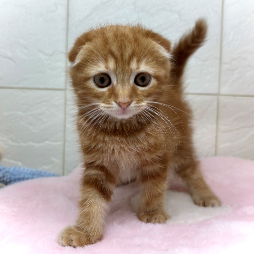 兵庫県のスコティッシュフォールド (犬の家＆猫の里ゆめタウン姫路店/2026年4月29日生まれ/女の子/レッドタビー)の子猫の2枚目の画像