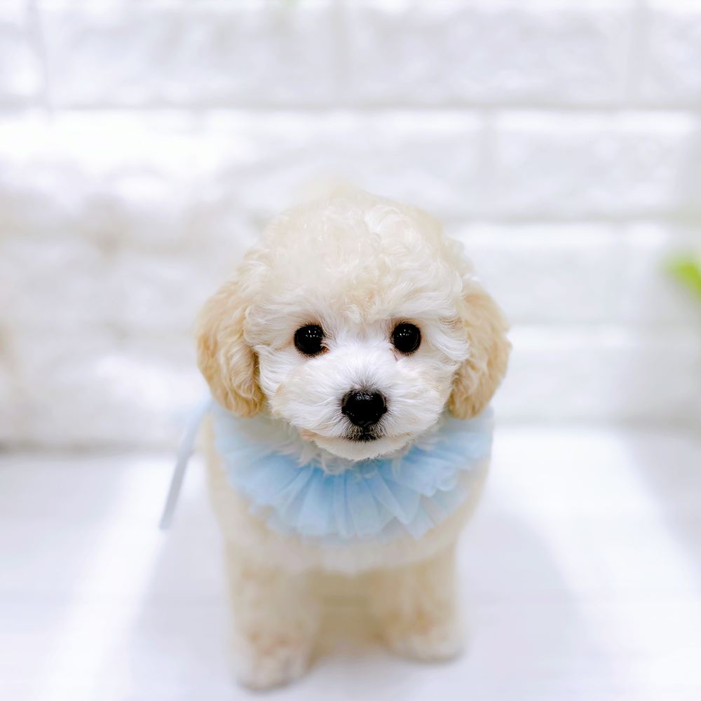 福井県のトイプードル(トイ) (犬の家＆猫の里アミーゴ福井店/2026年5月3日生まれ/男の子/クリーム)の子犬の1枚目の画像