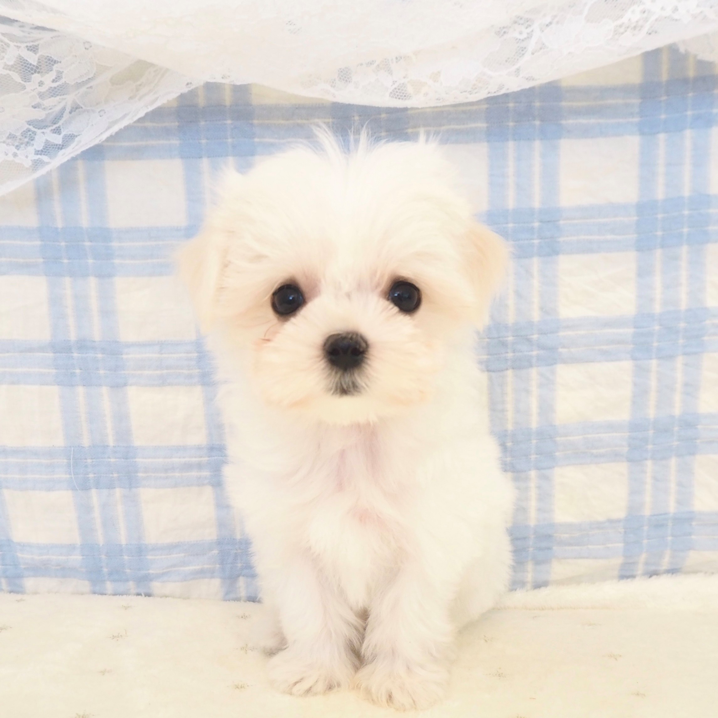 大阪府のマルチーズ (犬の家＆猫の里もりのみやキューズモールBASE店/2026年5月2日生まれ/男の子/ホワイト)の子犬の1枚目の画像