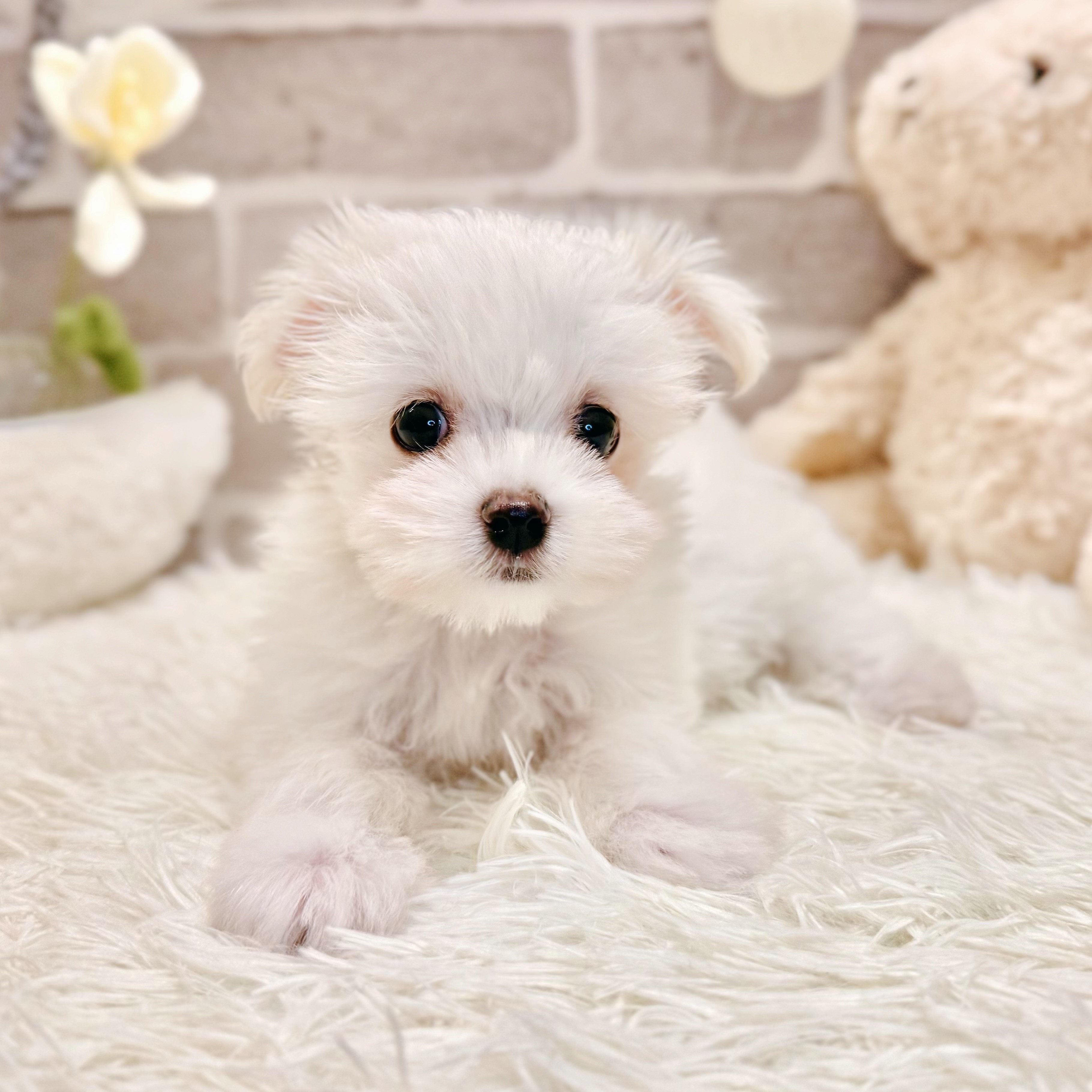 兵庫県のマルチーズ (犬の家＆猫の里神戸店/2026年5月2日生まれ/男の子/ホワイト)の子犬の2枚目の画像