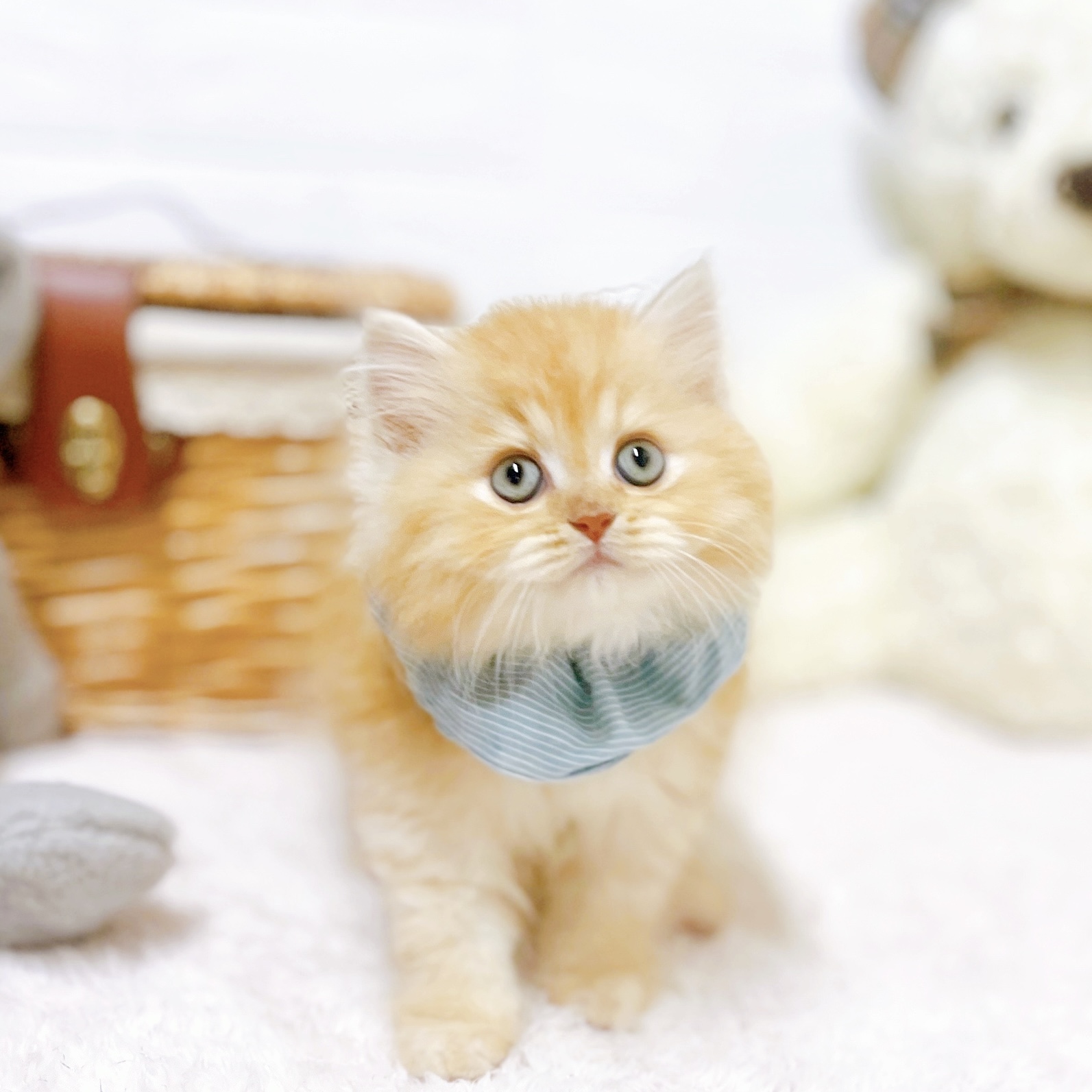 滋賀県のサイベリアン (犬の家＆猫の里近江八幡店/2026年4月26日生まれ/男の子/レッドタビー)の子猫の2枚目の画像