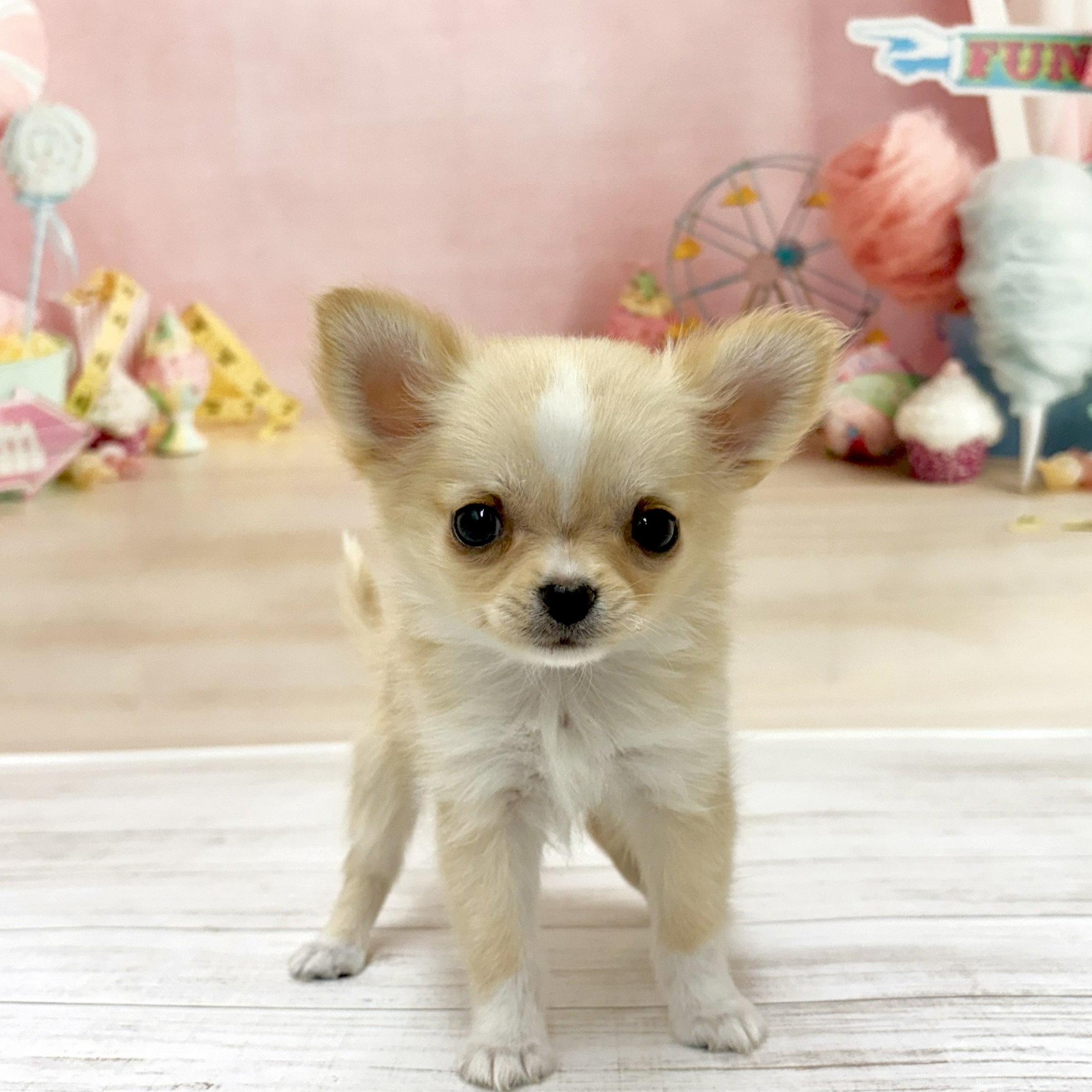 兵庫県のチワワ(ロング) (犬の家＆猫の里尼崎店/2026年4月30日生まれ/男の子/クリームホワイト)の子犬の2枚目の画像