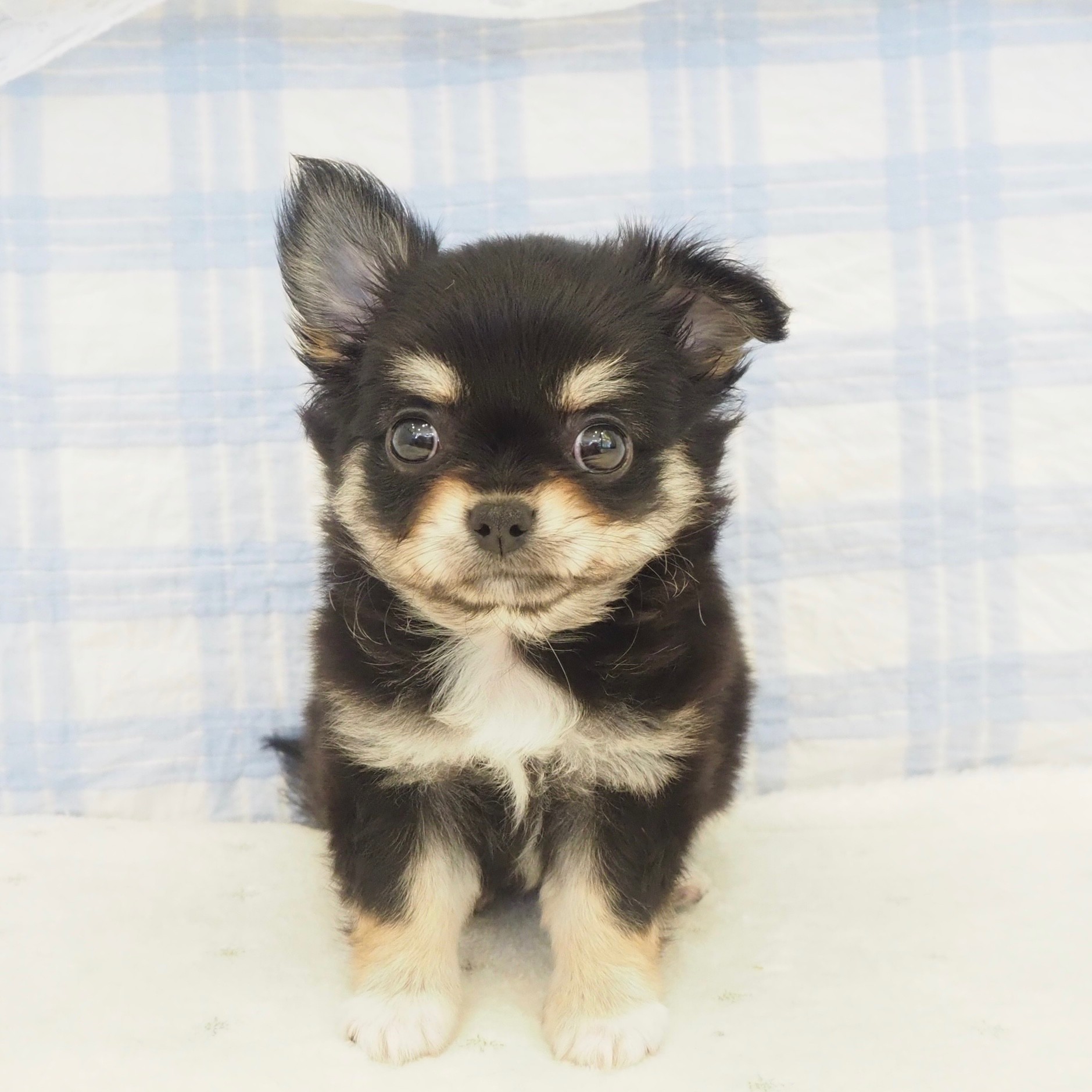 大阪府のチワワ(ロング) (犬の家＆猫の里もりのみやキューズモールBASE店/2026年5月2日生まれ/女の子/ブラックタンホワイト)の子犬の1枚目の画像