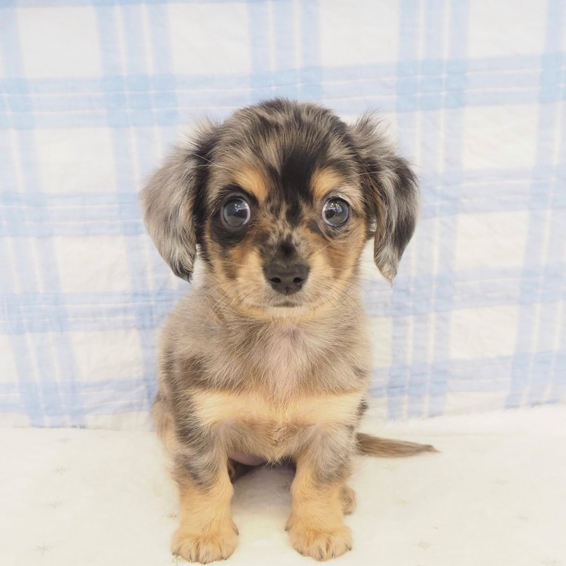 大阪府のチワックス(チワワ×ダックス) (犬の家＆猫の里もりのみやキューズモールBASE店/2026年5月2日生まれ/女の子/ブルーマール)の子犬の1枚目の画像
