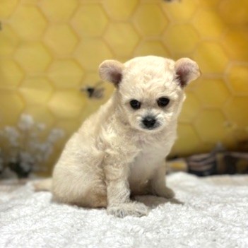 福岡県のチワプー/プーチー(チワワ×プードル) (犬の家＆猫の里トリアス久山店/2026年5月2日生まれ/女の子/クリーム)の子犬の2枚目の画像