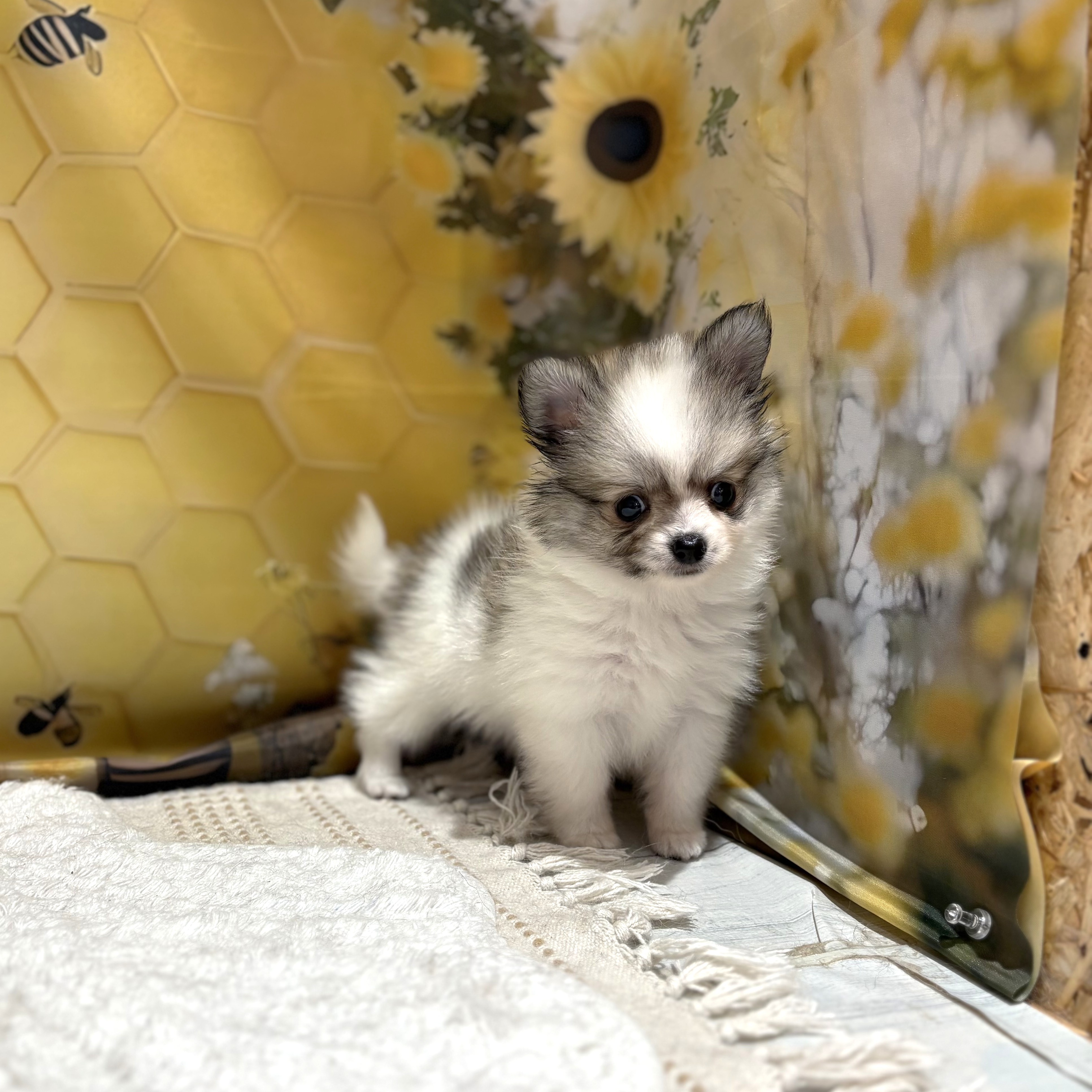 福岡県のポメチワ/チワポメ/ポメチー(ポメラニアン×チワワ) (犬の家＆猫の里トリアス久山店/2026年5月2日生まれ/男の子/パーティーカラー)の子犬の2枚目の画像