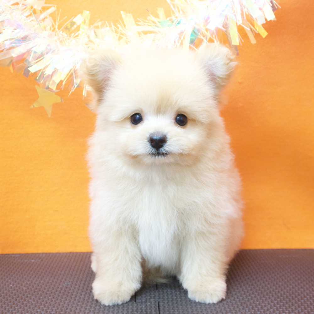 大阪府のポメプー(ポメラニアン×プードル) (犬の家＆猫の里吹田店/2026年5月2日生まれ/男の子/アプリコット)の子犬の1枚目の画像