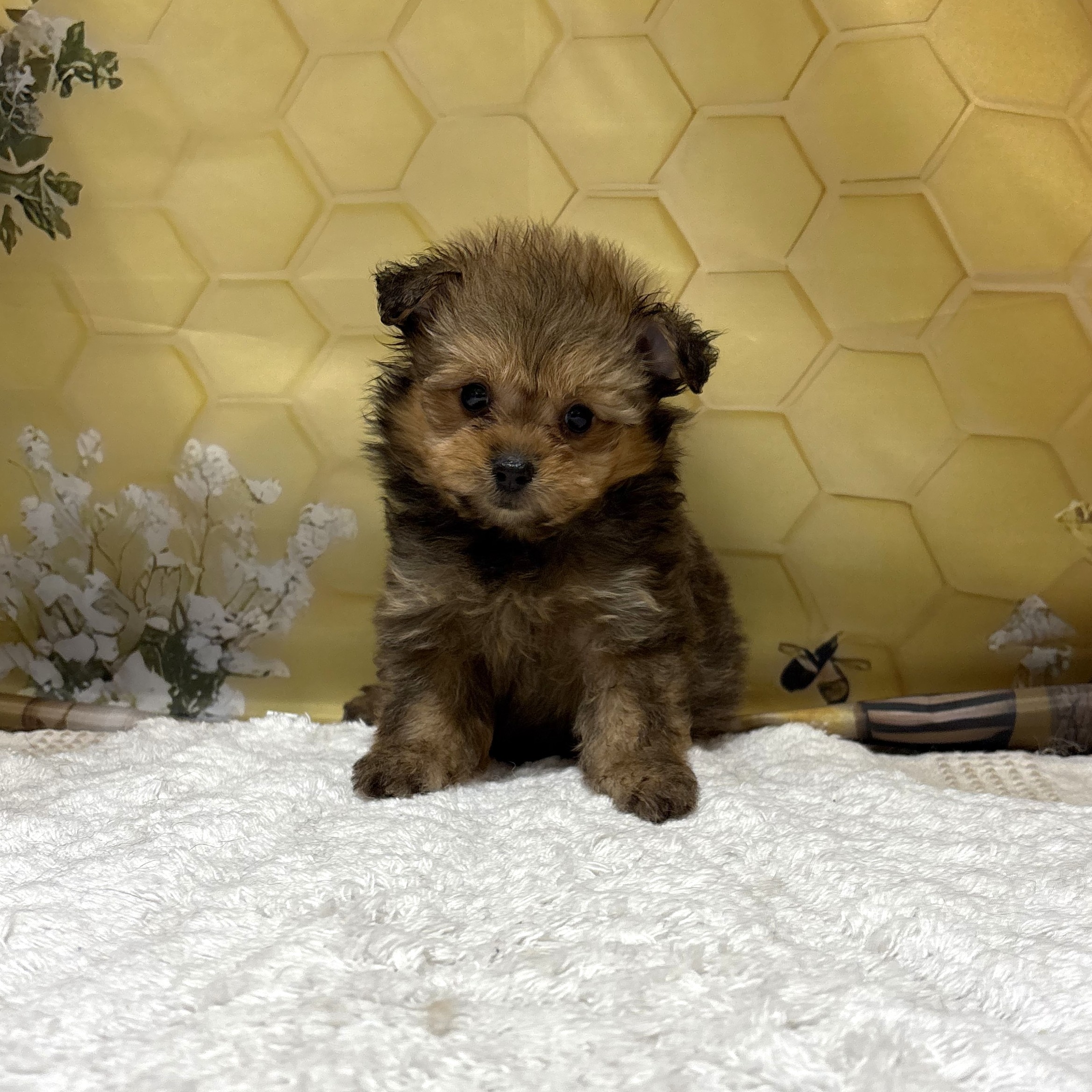 福岡県のポメプー(ポメラニアン×プードル) (犬の家＆猫の里トリアス久山店/2026年5月2日生まれ/女の子/オレンジ)の子犬の2枚目の画像
