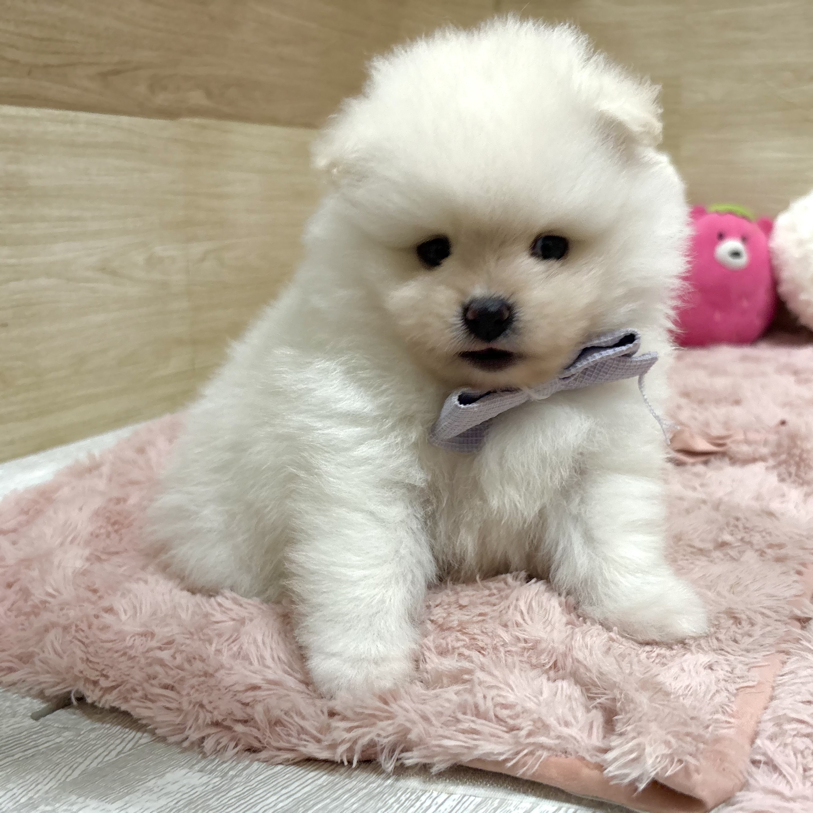 大阪府のポメラニアン (犬の家＆猫の里そよら東岸和田店/2026年5月2日生まれ/男の子/クリーム)の子犬の2枚目の画像