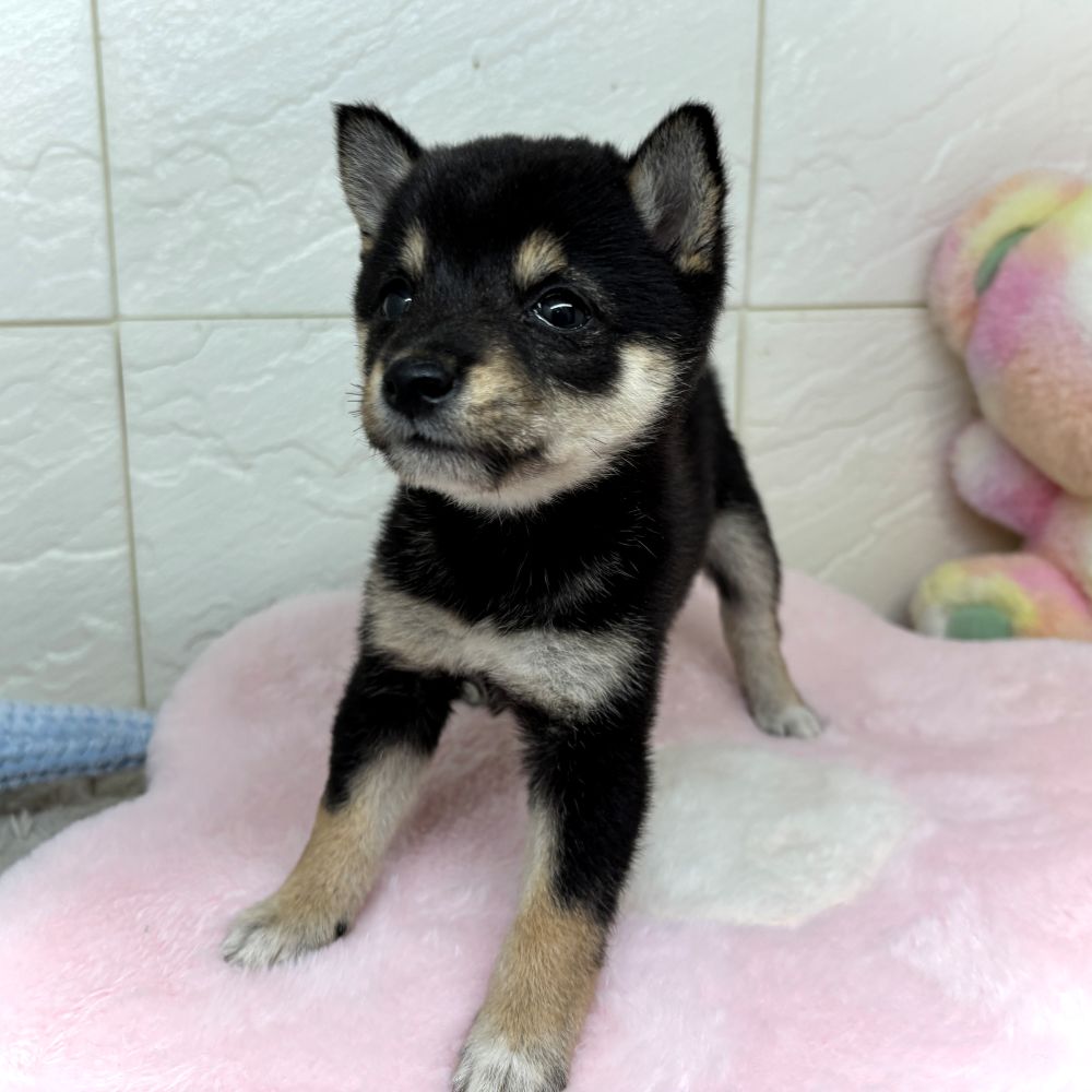 兵庫県の豆柴 (犬の家＆猫の里ゆめタウン姫路店/2026年4月30日生まれ/女の子/黒)の子犬の2枚目の画像