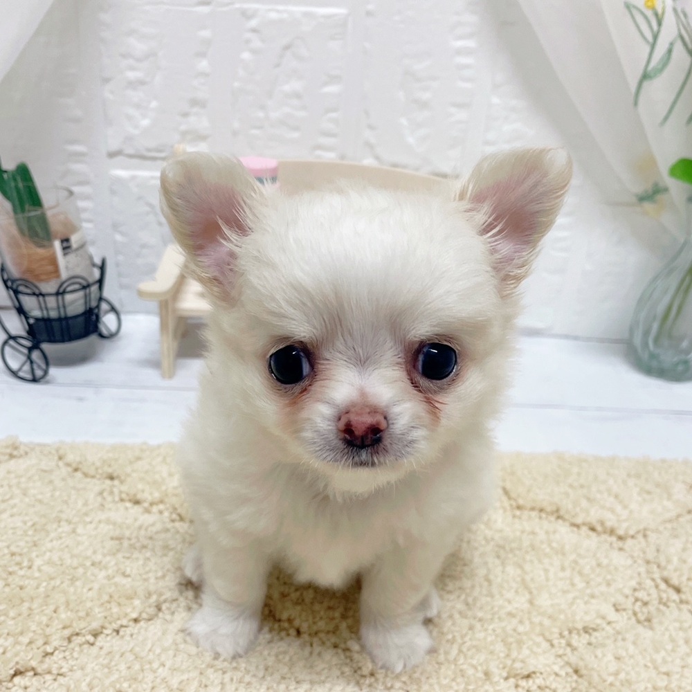 岡山県のチワワ(ロング) (犬の家＆猫の里岡山店/2026年5月2日生まれ/男の子/クリームホワイト)の子犬の2枚目の画像