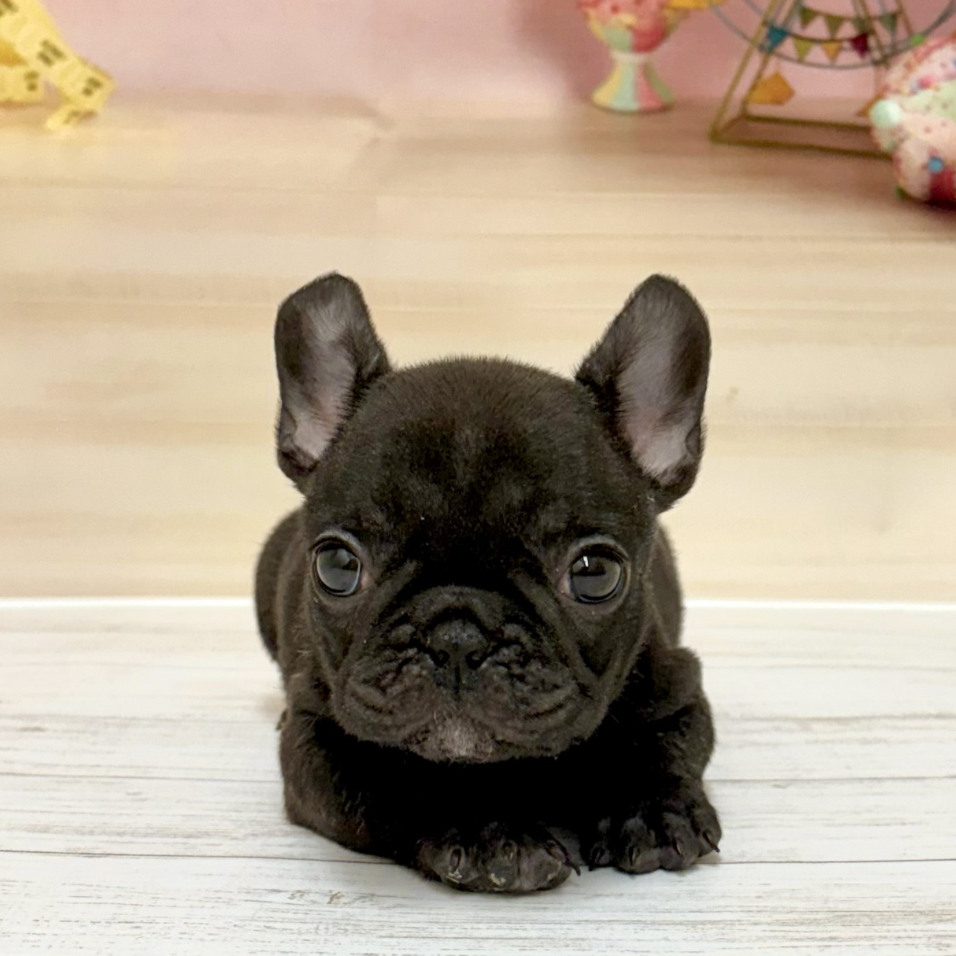兵庫県のフレンチブルドッグ (犬の家＆猫の里尼崎店/2026年5月2日生まれ/女の子/ブリンドル)の子犬の2枚目の画像