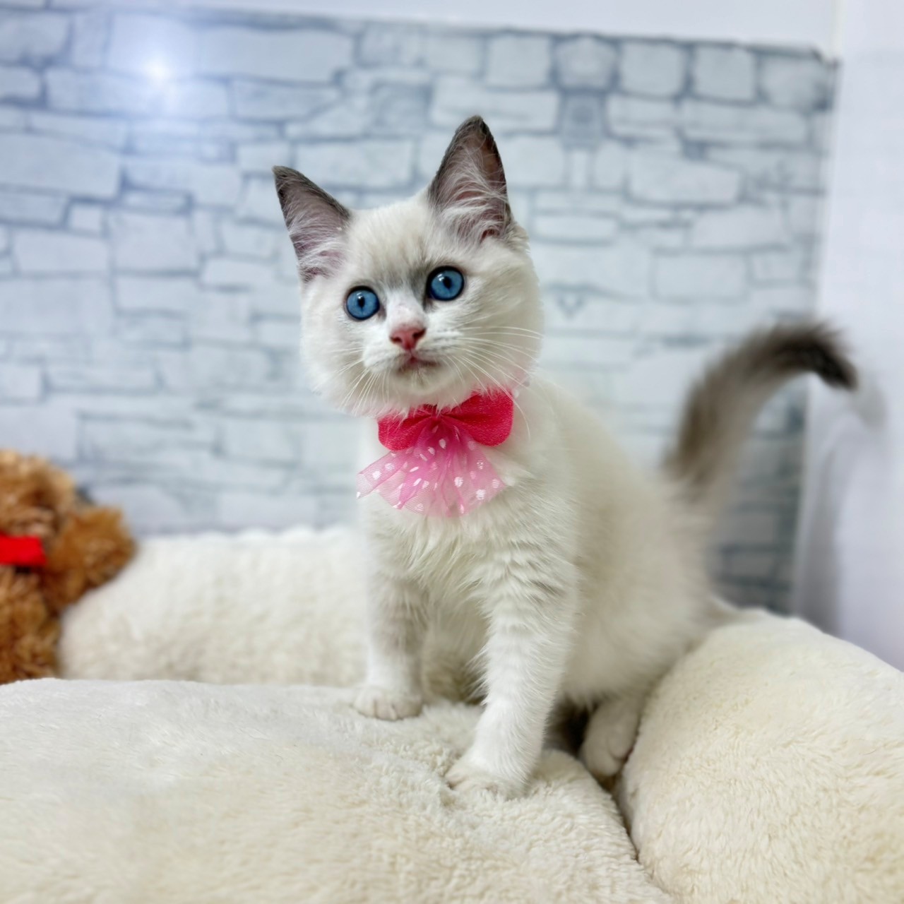 長野県のラグドール (犬の家＆猫の里長野店/2026年4月22日生まれ/女の子/ブルーポイントバイカラー)の子猫の2枚目の画像