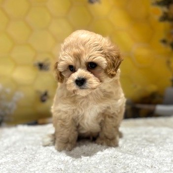 福岡県のマルプー(マルチーズ×プードル) (犬の家＆猫の里トリアス久山店/2026年5月1日生まれ/男の子/クリーム)の子犬の2枚目の画像
