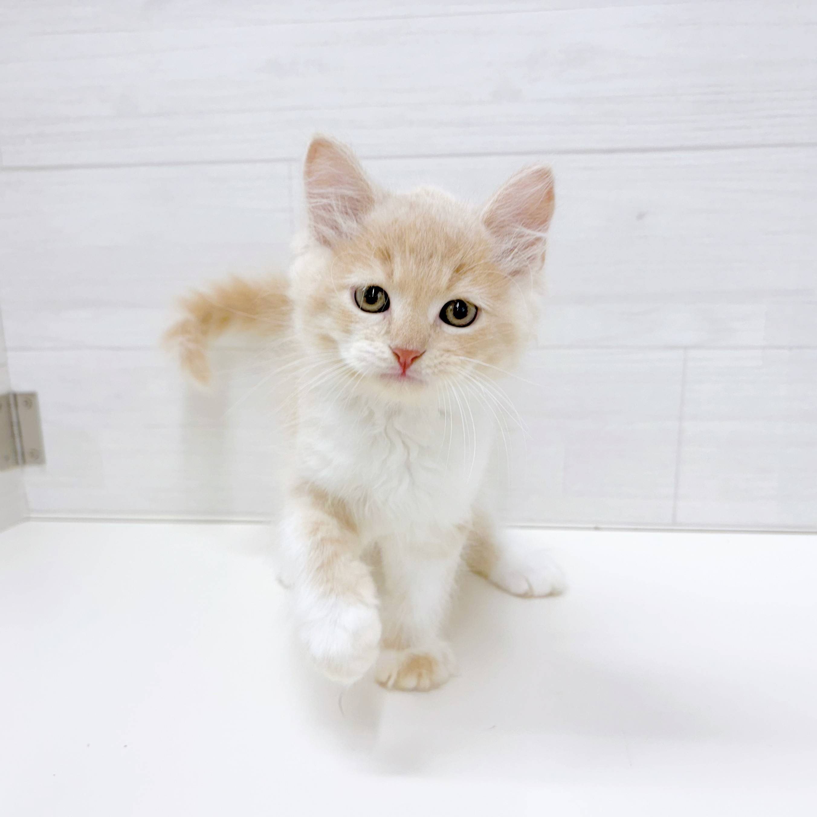 石川県のラガマフィン (犬の家＆猫の里アミーゴ金沢おこばた店/2026年5月2日生まれ/男の子/クリームタビーホワイト)の子猫の2枚目の画像