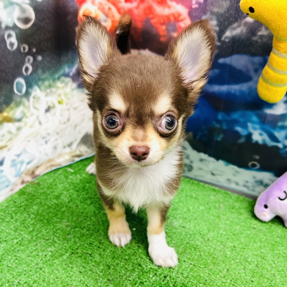 愛知県のチワワ(ロング) (犬の家＆猫の里名古屋天白店/2026年4月30日生まれ/男の子/チョコレートタンホワイト)の子犬の2枚目の画像