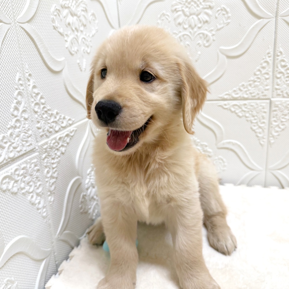 愛知県のゴールデンレトリバー (犬の家＆猫の里岡崎店/2026年5月2日生まれ/男の子/ゴールデン)の子犬の2枚目の画像