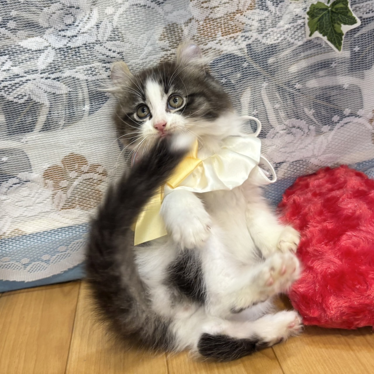 長野県のアメリカンカール (犬の家＆猫の里カインズ梓川店/2026年5月3日生まれ/男の子/ブラウンタビーホワイト)の子猫の2枚目の画像