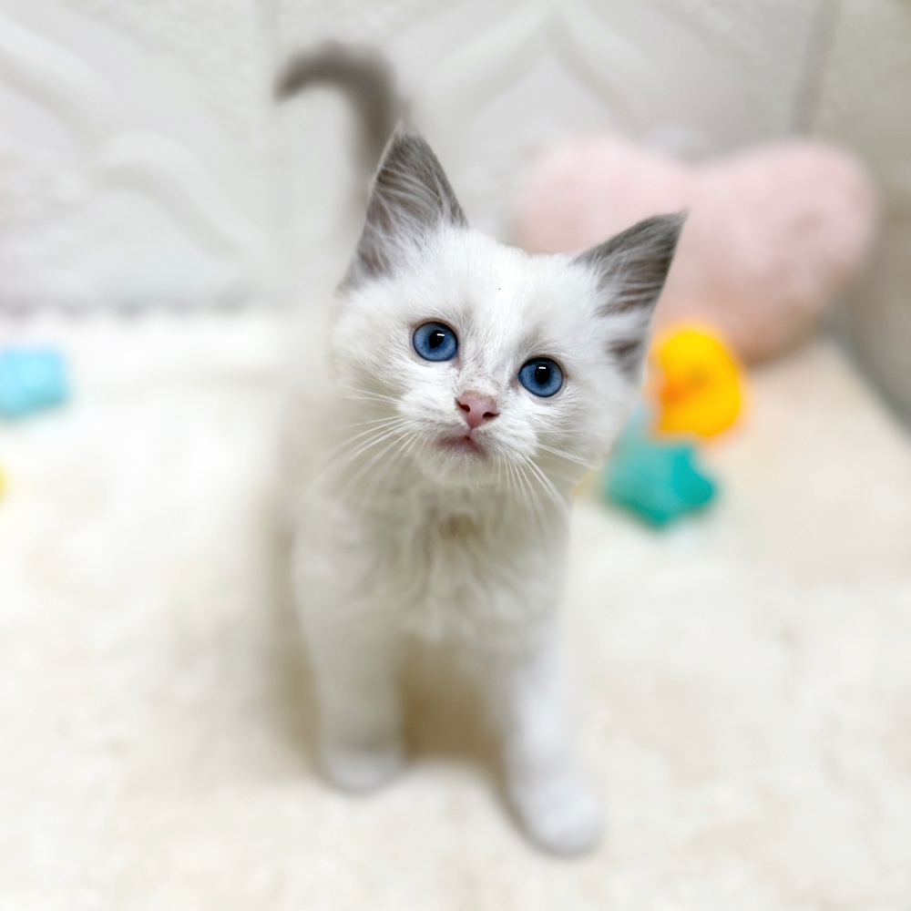 愛知県のラグドール (犬の家＆猫の里岡崎店/2026年5月2日生まれ/男の子/ブルーポイントバイカラー)の子猫の2枚目の画像