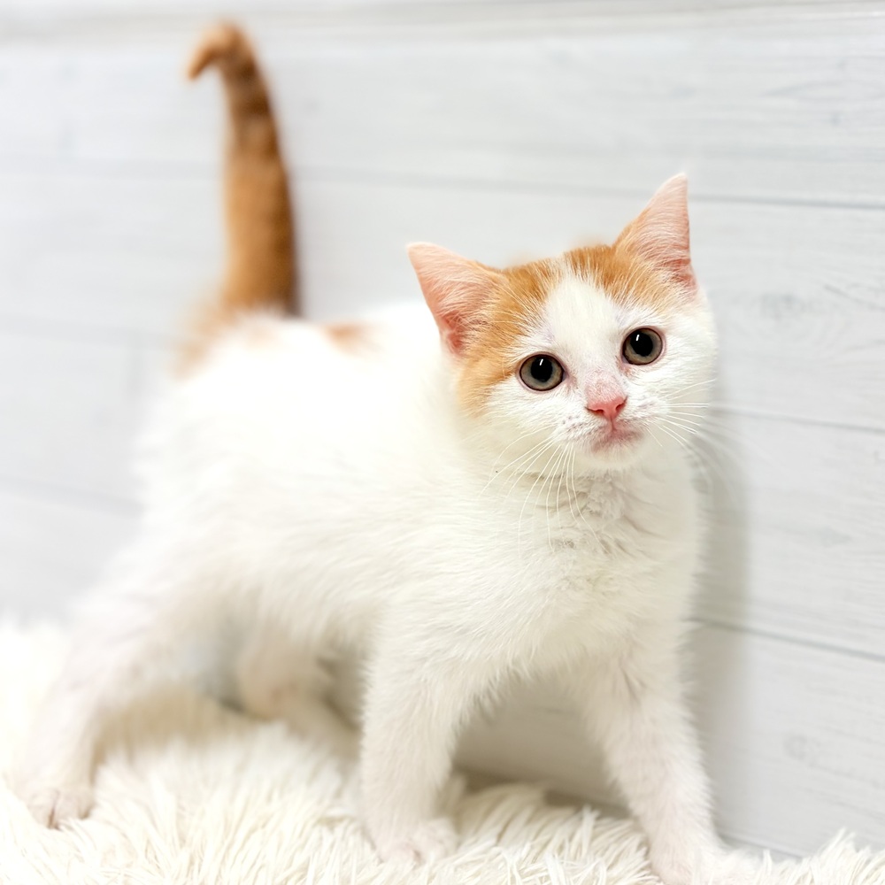 愛知県のスコティッシュフォールド (犬の家＆猫の里豊田店/2026年4月25日生まれ/女の子/レッドタビーホワイト)の子猫の2枚目の画像