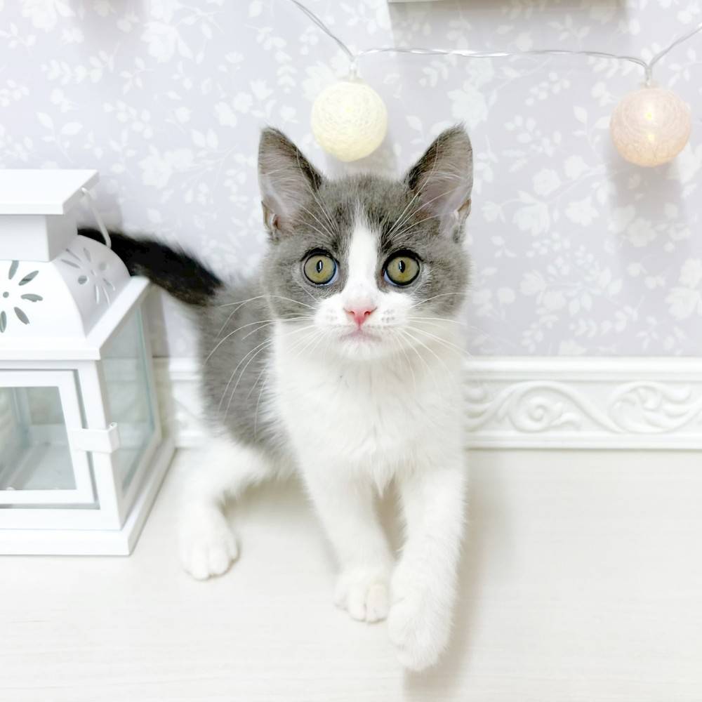 富山県のブリティッシュショートヘアー (犬の家＆猫の里アミーゴ山室店/2026年4月30日生まれ/男の子/ブルーホワイト)の子猫の1枚目の画像