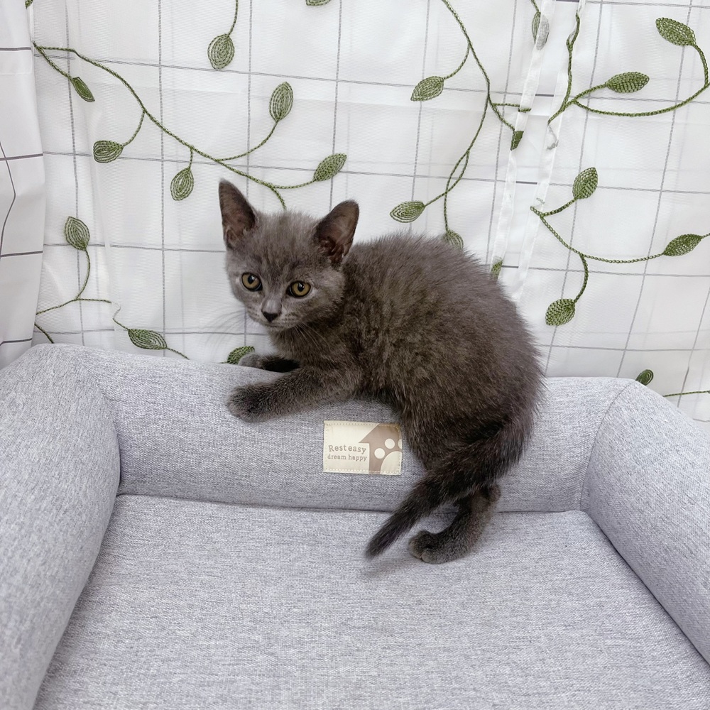 長野県のブリティッシュショートヘアー (犬の家＆猫の里塩尻店/2026年4月30日生まれ/男の子/ブルー)の子猫の2枚目の画像