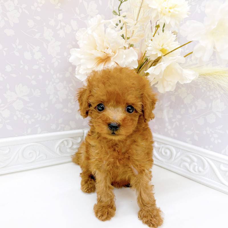 富山県のトイプードル(タイニー) (犬の家＆猫の里富山店/2026年5月5日生まれ/男の子/レッド)の子犬の1枚目の画像