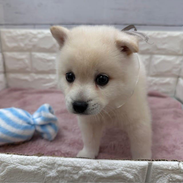 静岡県のハーフ犬・ミックス犬 (犬の家＆猫の里アミーゴ浜松和田店/2026年5月2日生まれ/男の子/白)の子犬の2枚目の画像
