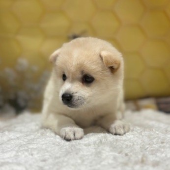 福岡県のハーフ犬・ミックス犬 (犬の家＆猫の里トリアス久山店/2026年5月2日生まれ/女の子/白)の子犬の2枚目の画像