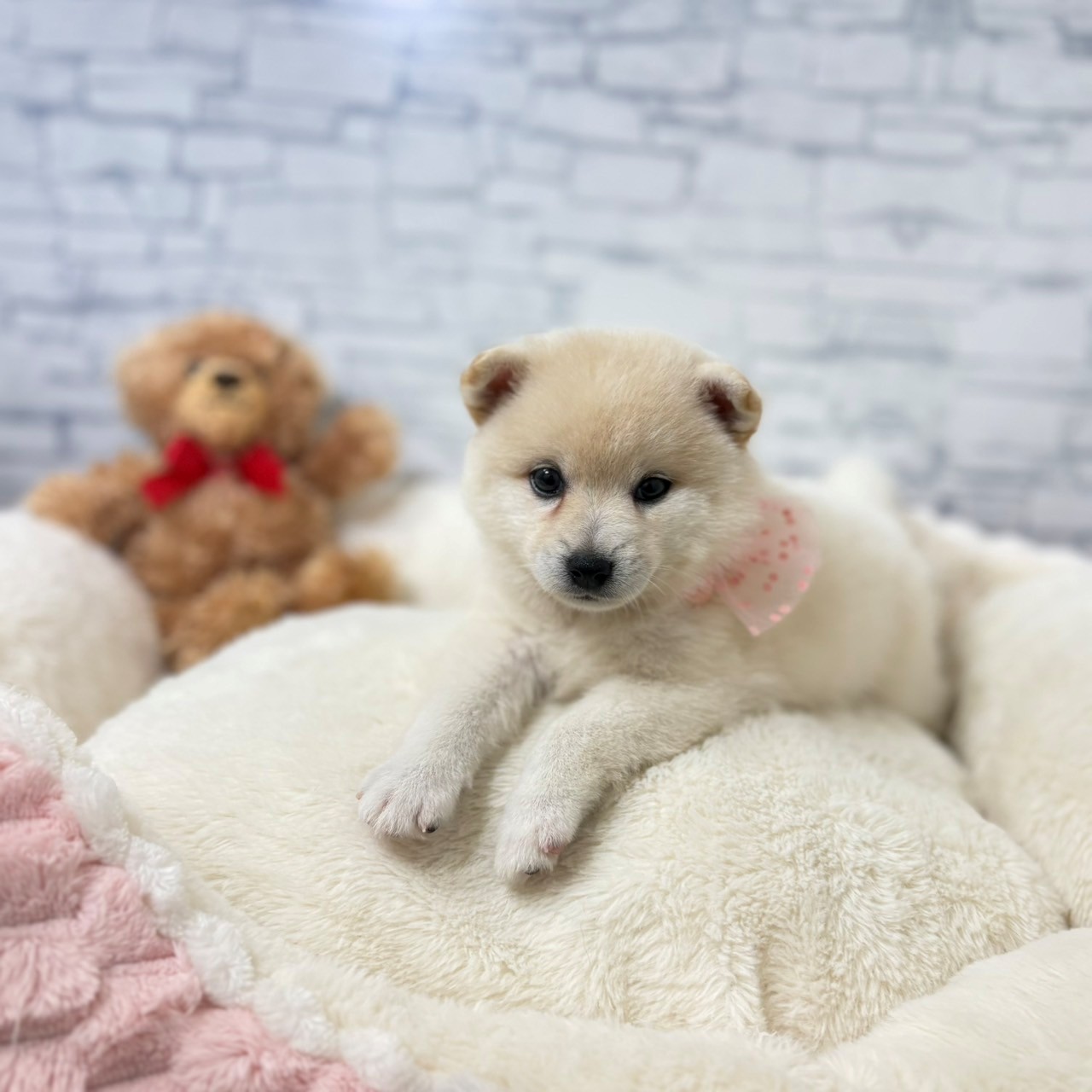 長野県のハーフ犬・ミックス犬 (犬の家＆猫の里長野店/2026年5月2日生まれ/女の子/白)の子犬の2枚目の画像