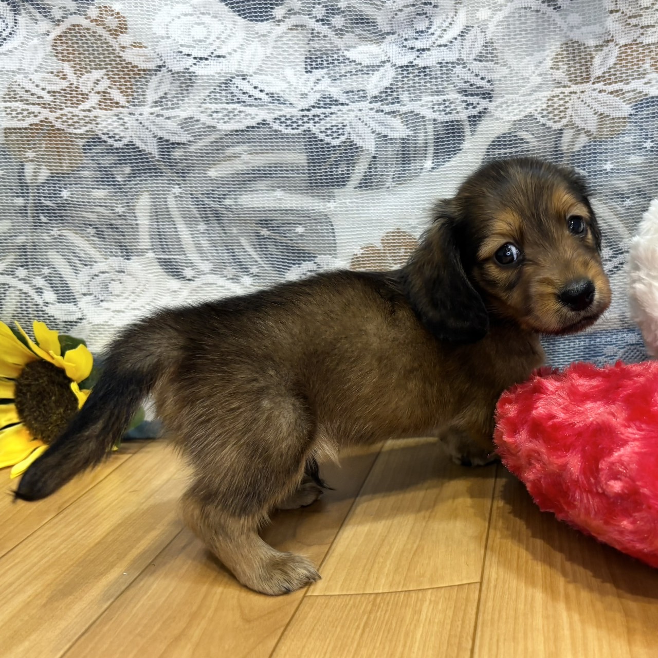 ミニチュアダックスフンド(ロング)(レッド)の子犬を価格や特徴で探す