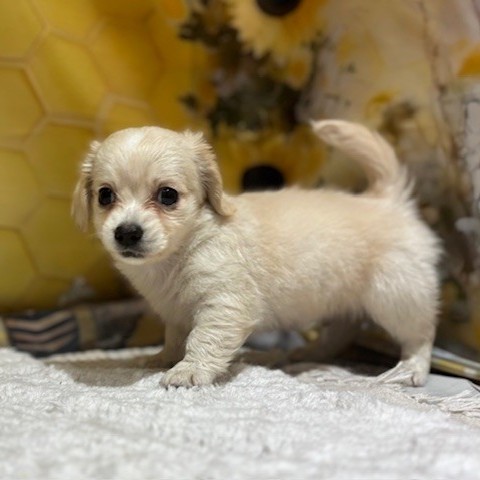 福岡県のチワックス(チワワ×ダックス) (犬の家＆猫の里トリアス久山店/2026年5月4日生まれ/男の子/イエロー)の子犬の2枚目の画像