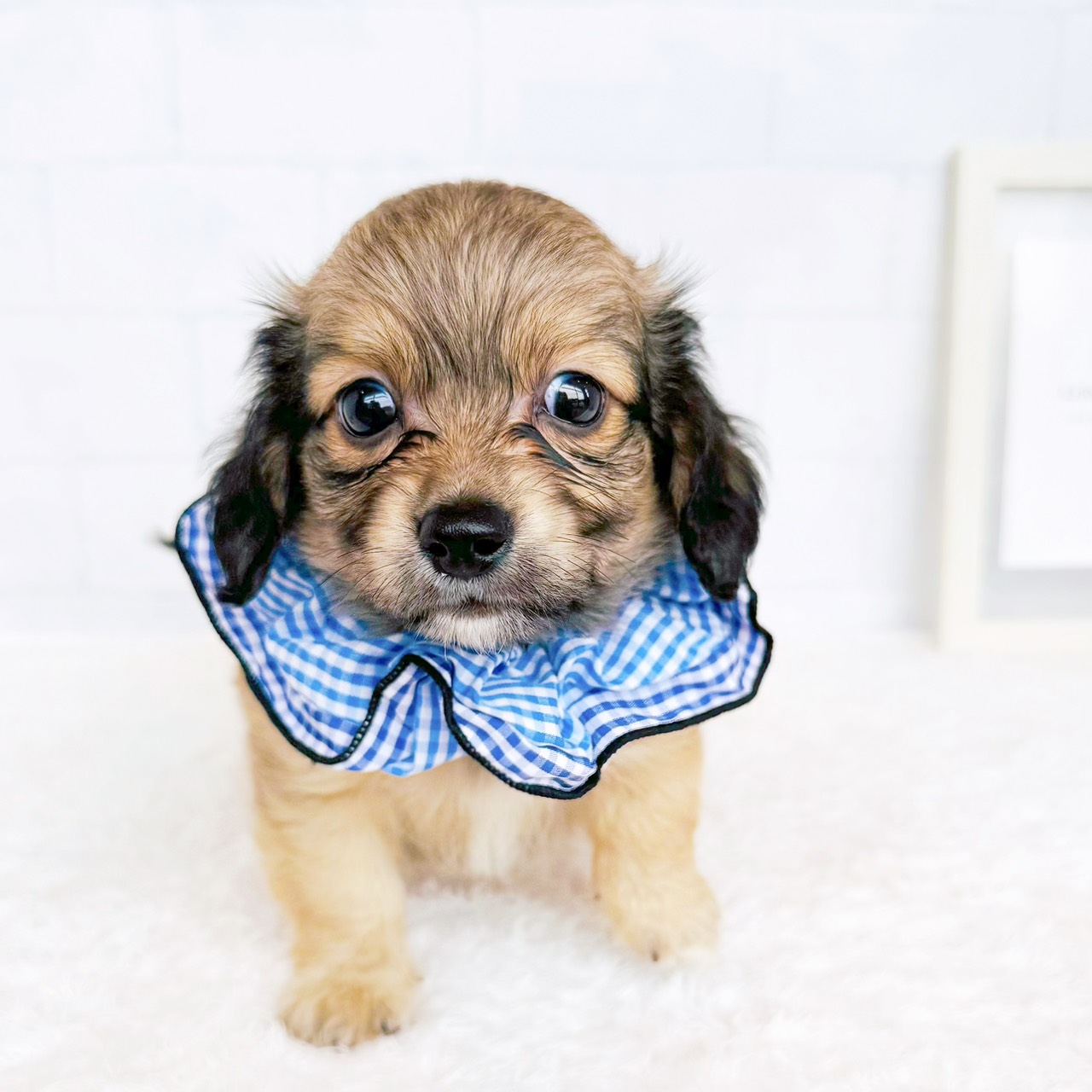 生体画像2