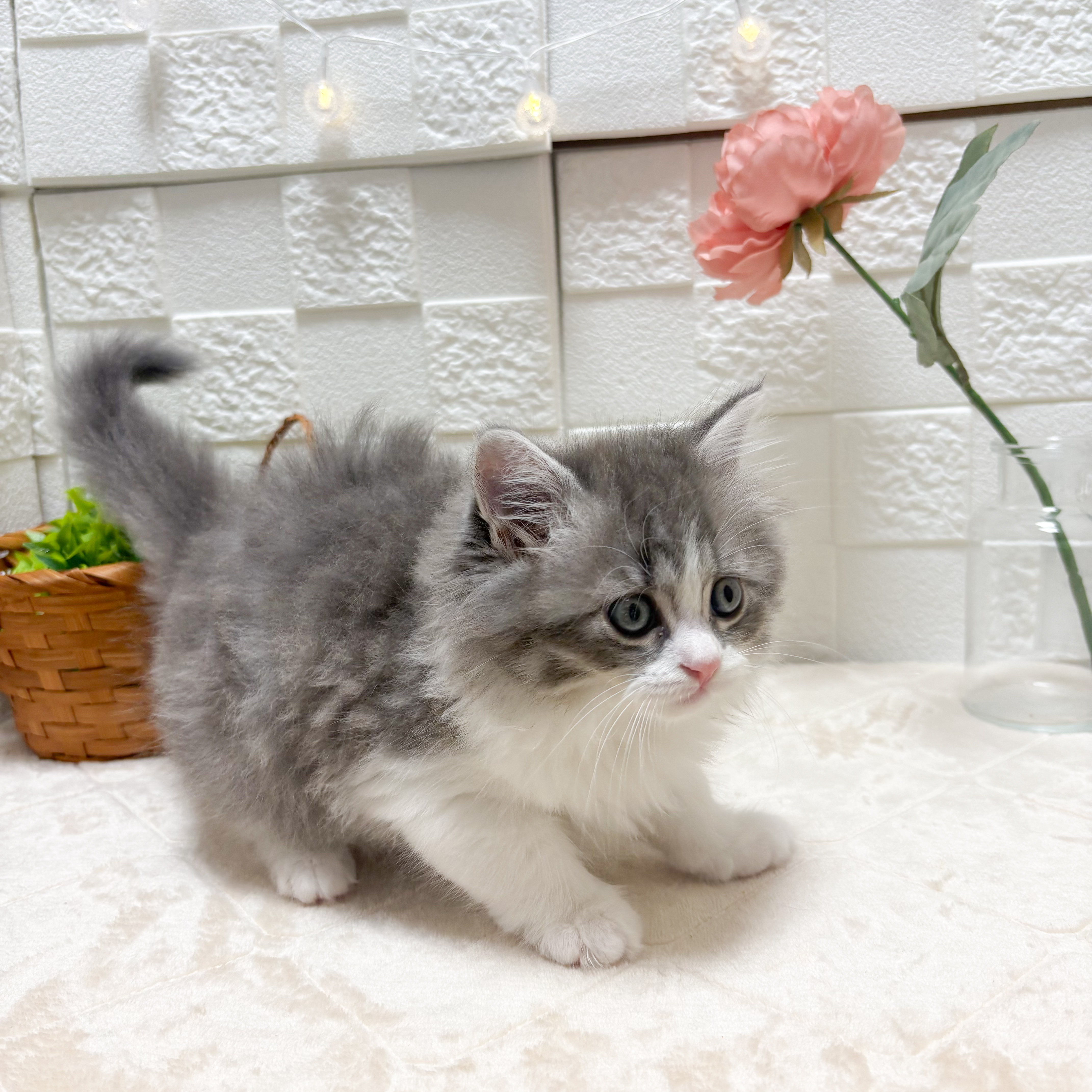 東京都のミヌエット (犬の家＆猫の里ペットフォレスト小平店/2026年5月1日生まれ/女の子/ブルータビーホワイト)の子猫の2枚目の画像