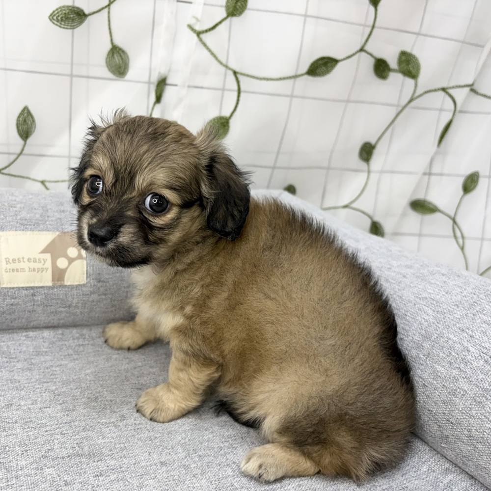 長野県のチワックス(チワワ×ダックス) (犬の家＆猫の里塩尻店/2026年5月4日生まれ/女の子/レッド)の子犬の2枚目の画像