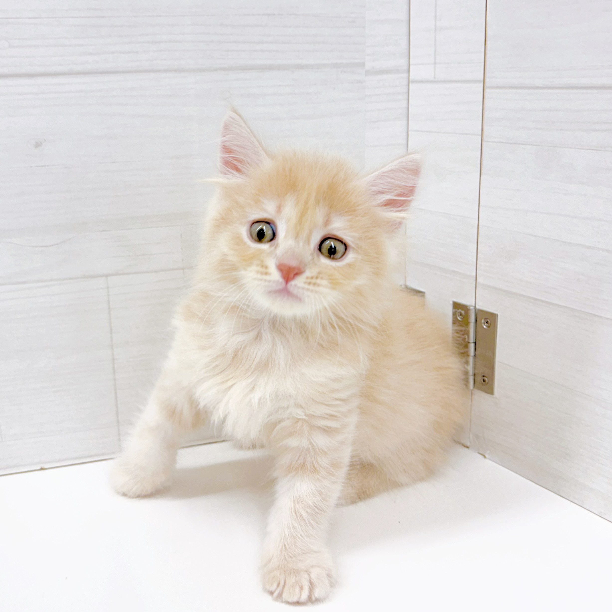 石川県のマンチカン (犬の家＆猫の里アミーゴ金沢おこばた店/2026年5月5日生まれ/男の子/クリーム)の子猫の2枚目の画像
