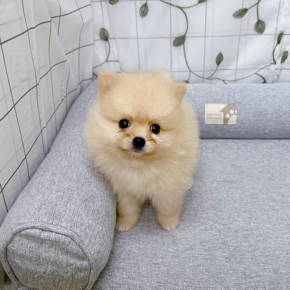 長野県のポメラニアン (犬の家＆猫の里塩尻店/2026年5月4日生まれ/女の子/クリーム)の子犬の2枚目の画像