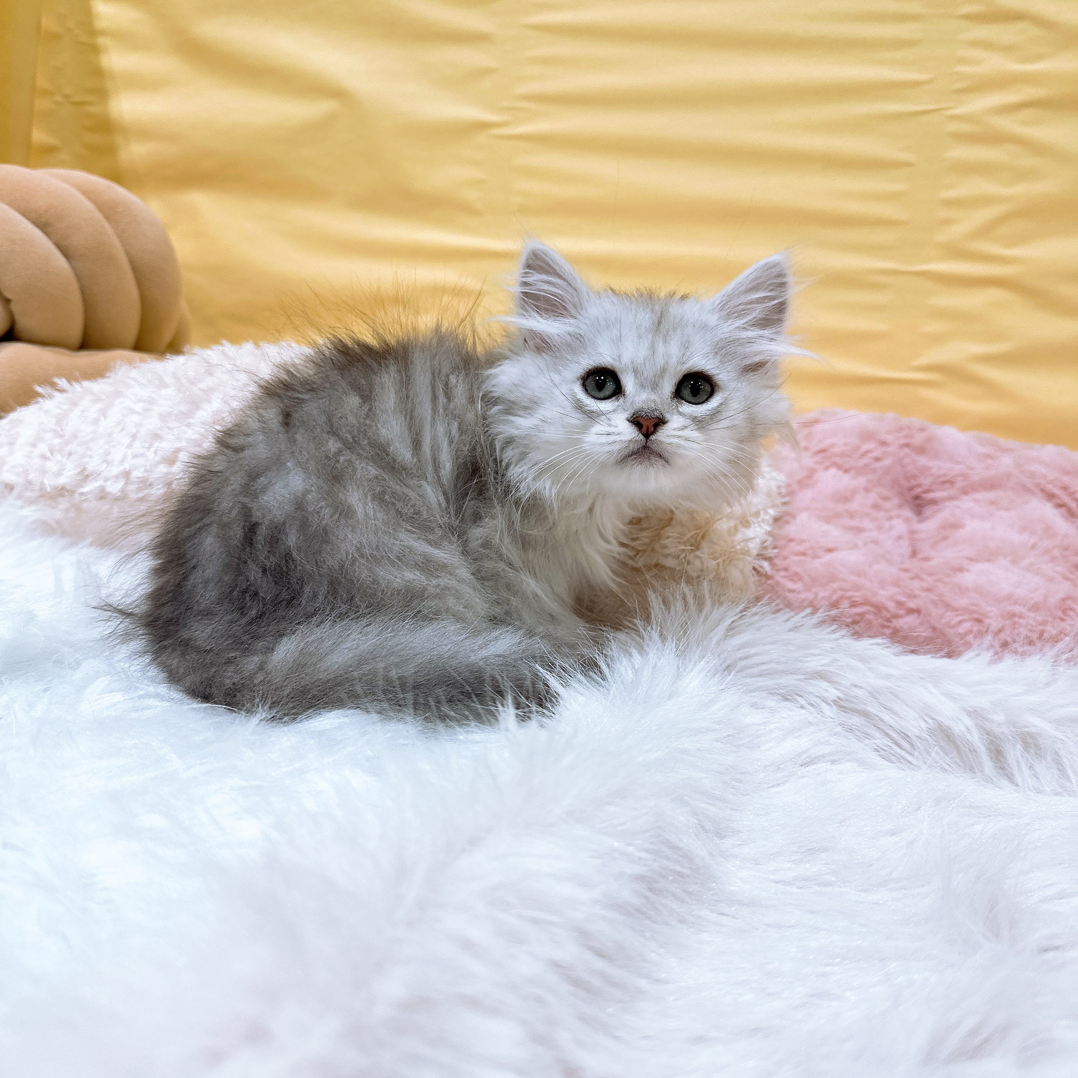 神奈川県のミヌエット (犬の家＆猫の里元住吉ブレーメン通り店/2026年5月4日生まれ/男の子/シルバータビー)の子猫の2枚目の画像