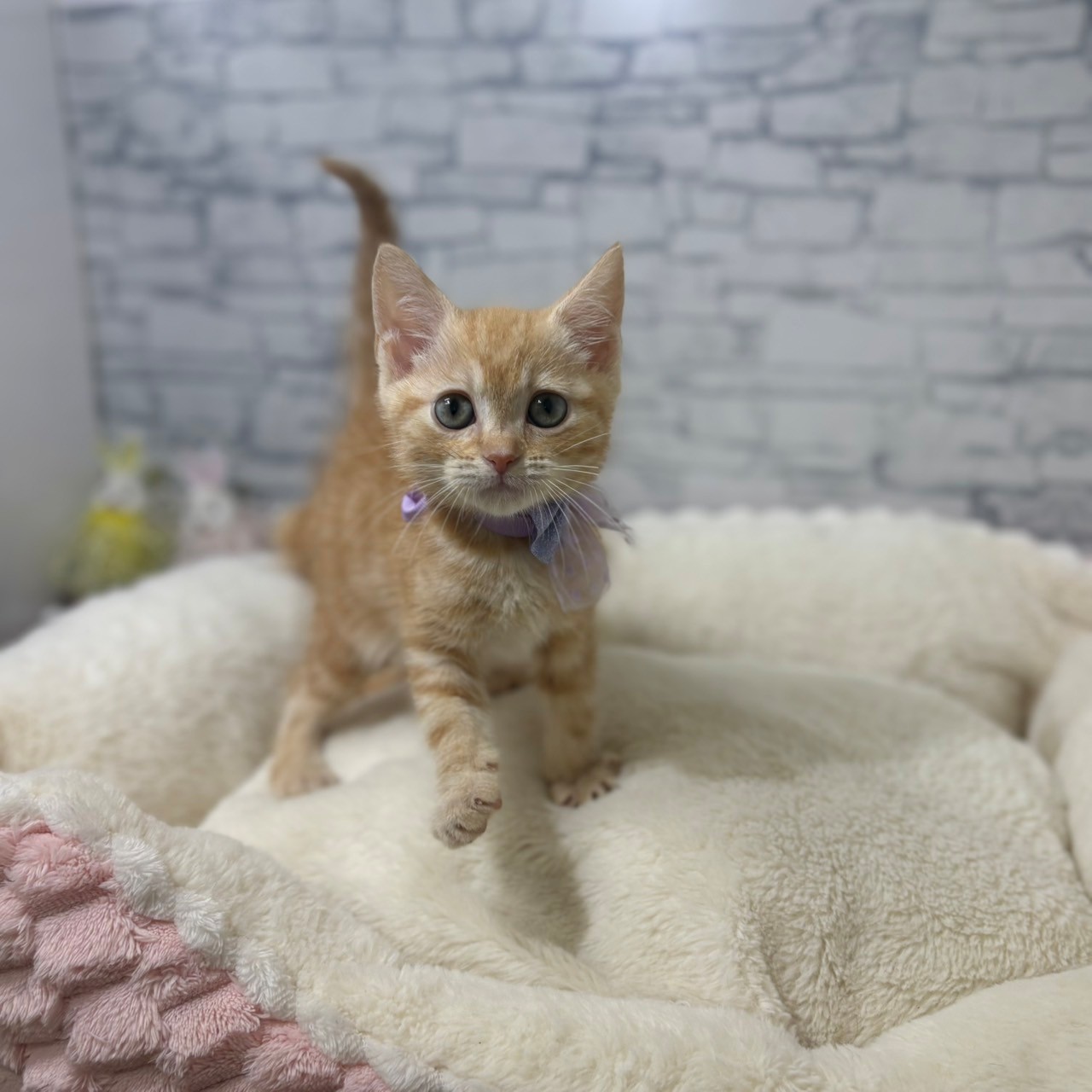 長野県のアメリカンショートヘアー (犬の家＆猫の里長野店/2026年4月30日生まれ/女の子/レッドタビー)の子猫の2枚目の画像