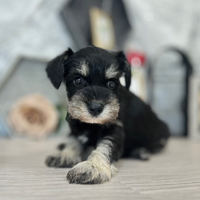 千葉県のミニチュアシュナウザー (犬の家＆猫の里ワンズモール稲毛店/2026年5月5日生まれ/女の子/ブラックシルバー)の子犬の2枚目の画像