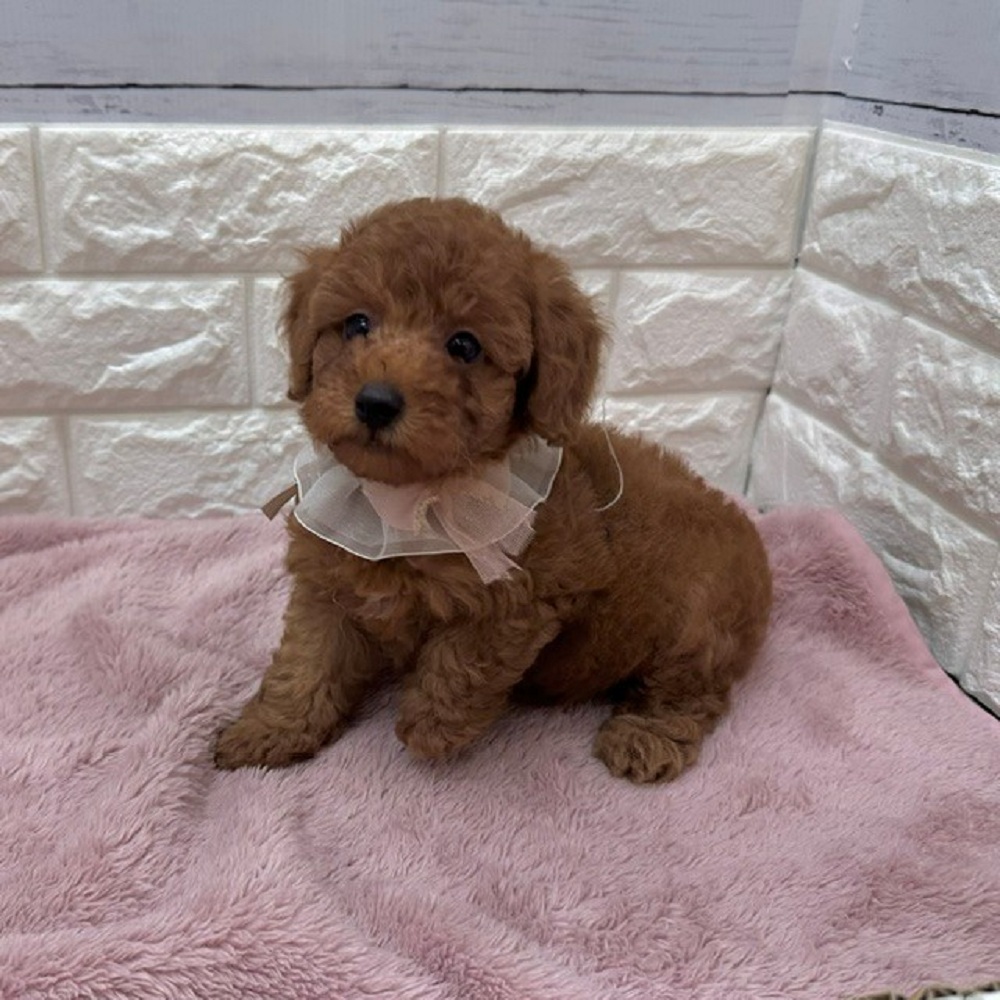 静岡県のトイプードル(トイ) (犬の家＆猫の里アミーゴ浜松和田店/2026年5月5日生まれ/男の子/レッド)の子犬の2枚目の画像
