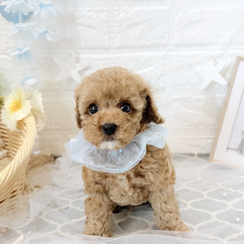 静岡県のトイプードル(トイ) (犬の家＆猫の里富士店/2026年5月4日生まれ/男の子/レッド)の子犬の1枚目の画像