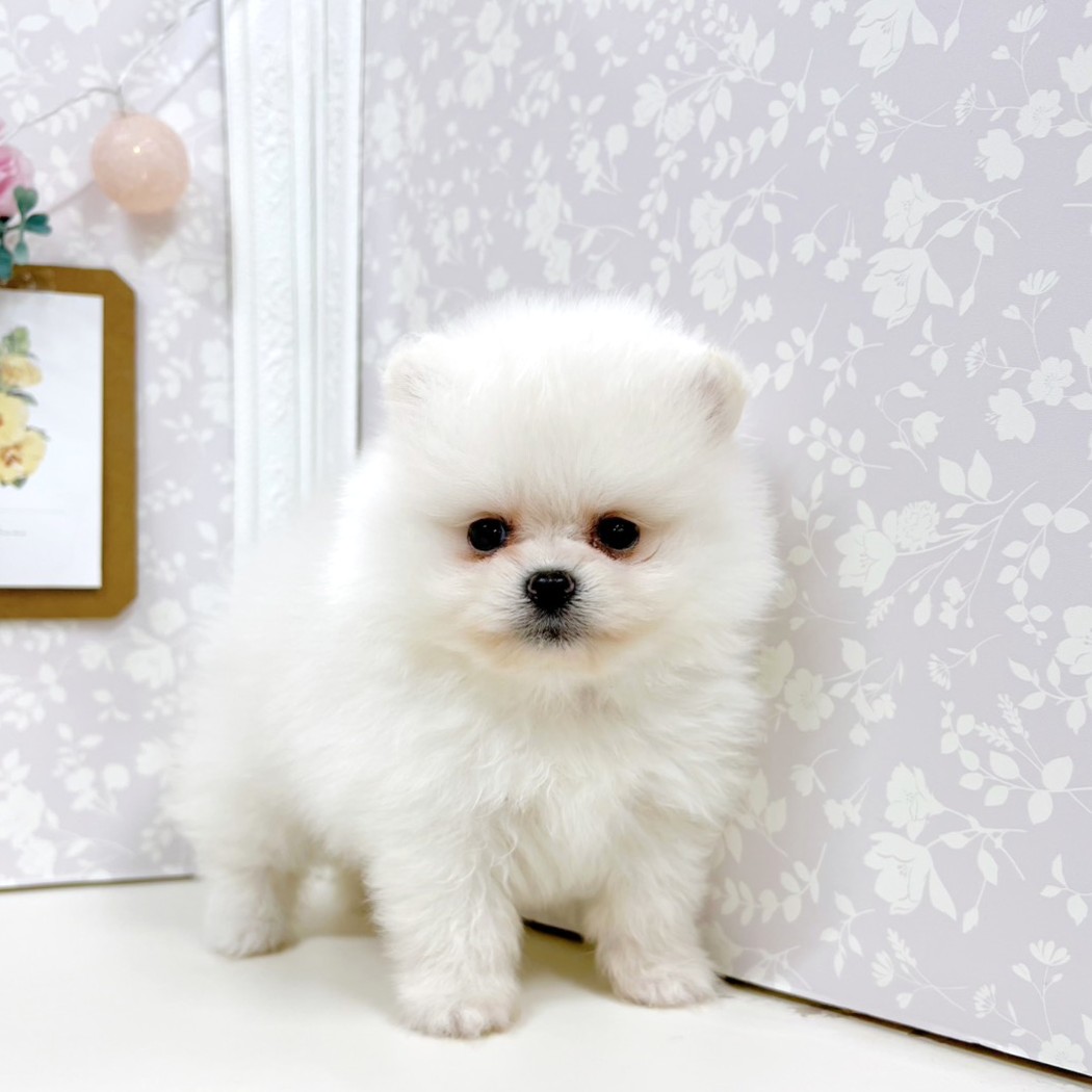 富山県のポメラニアン (犬の家＆猫の里アミーゴ高岡蓮花寺店/2026年5月2日生まれ/女の子/ホワイト)の子犬の2枚目の画像