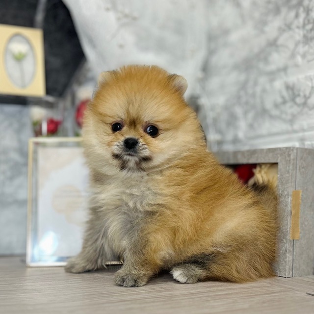 千葉県のポメラニアン (犬の家＆猫の里ワンズモール稲毛店/2026年5月4日生まれ/女の子/オレンジ)の子犬の2枚目の画像