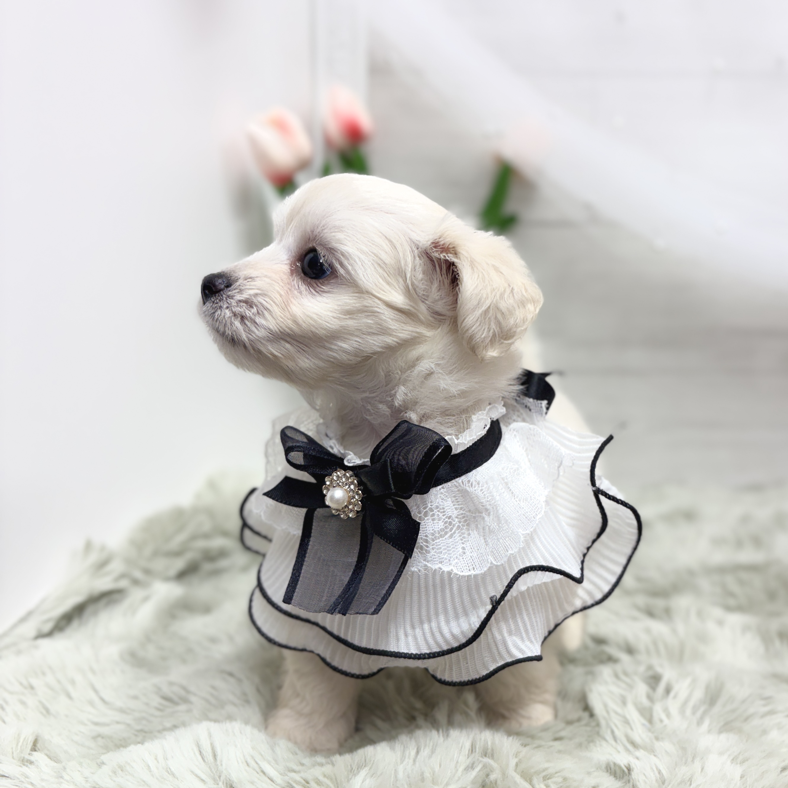 神奈川県のチワプー/プーチー(チワワ×プードル) (犬の家＆猫の里相模原店/2026年5月3日生まれ/男の子/クリーム)の子犬の2枚目の画像