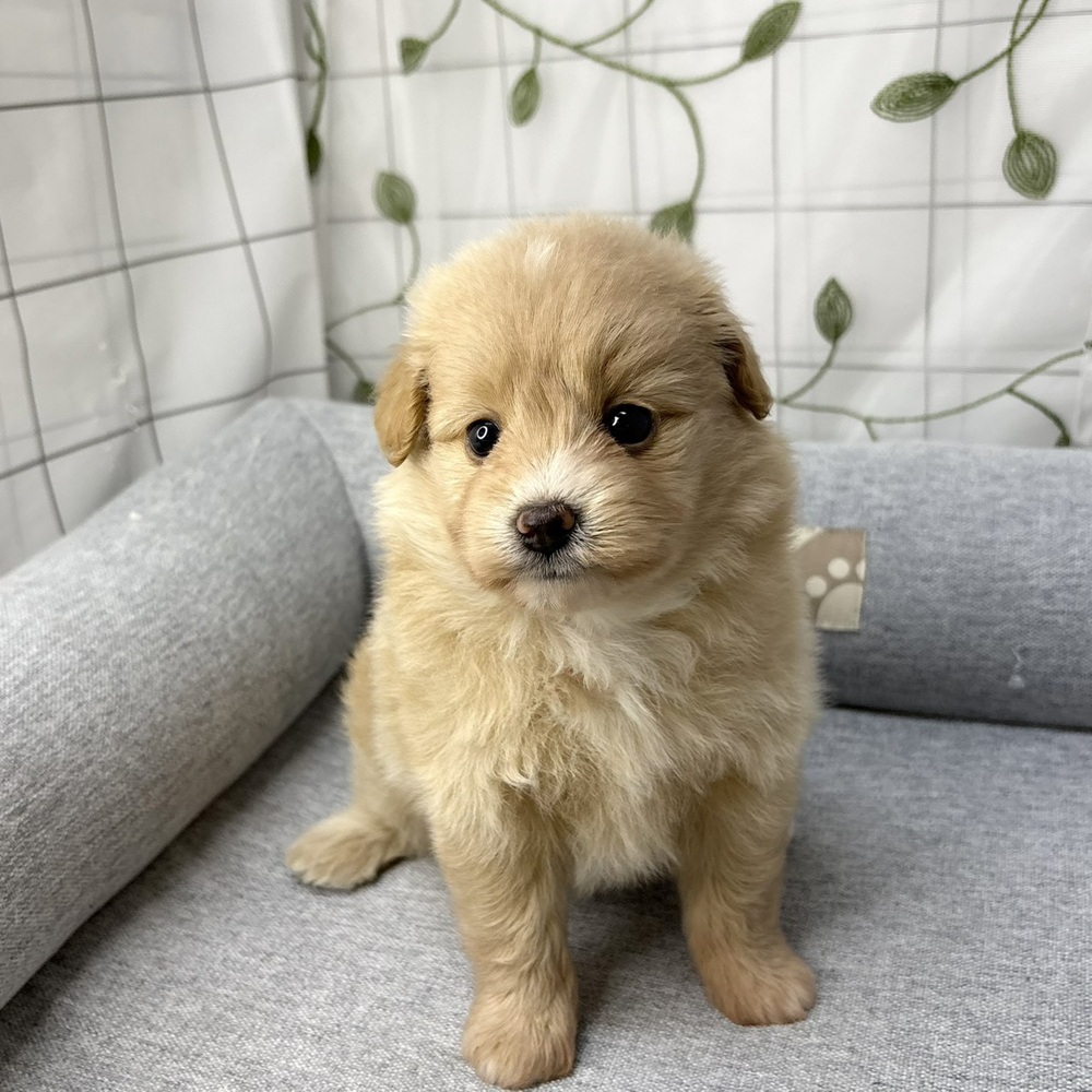 長野県のポメプー(ポメラニアン×プードル) (犬の家＆猫の里塩尻店/2026年5月5日生まれ/女の子/クリーム)の子犬の2枚目の画像