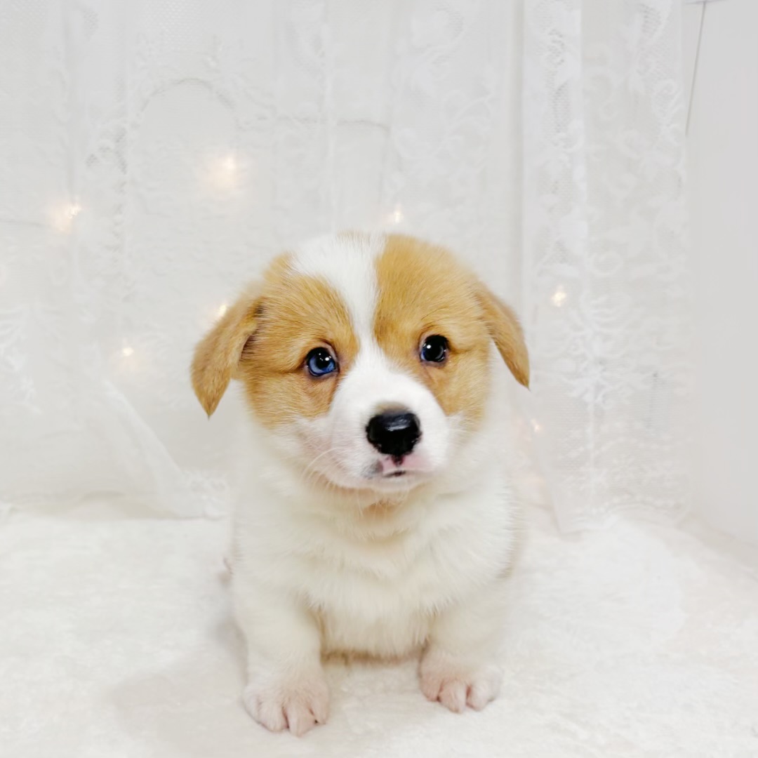 千葉県のウェルシュコーギーペンブローク (犬の家＆猫の里BIGHOPガーデンモール印西店/2026年5月3日生まれ/男の子/レッドホワイト)の子犬の1枚目の画像