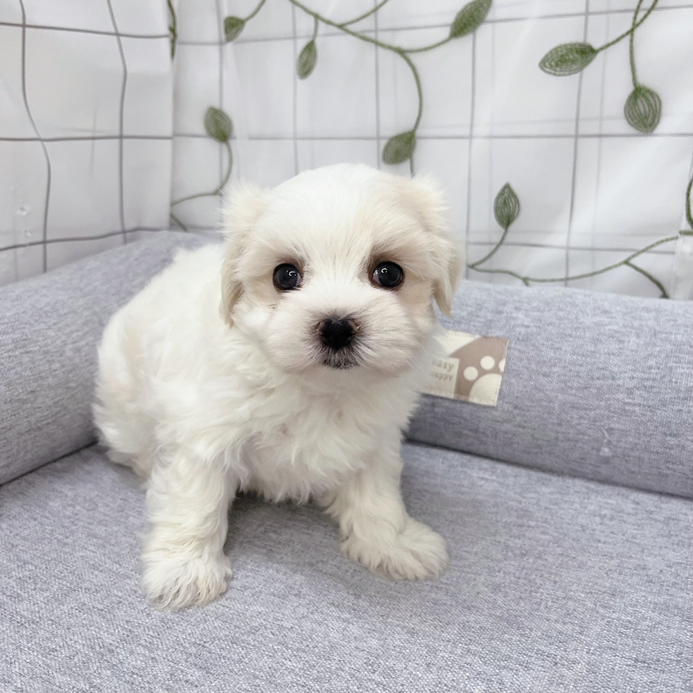 長野県のマルチーズ (犬の家＆猫の里塩尻店/2026年5月4日生まれ/女の子/ホワイト)の子犬の2枚目の画像